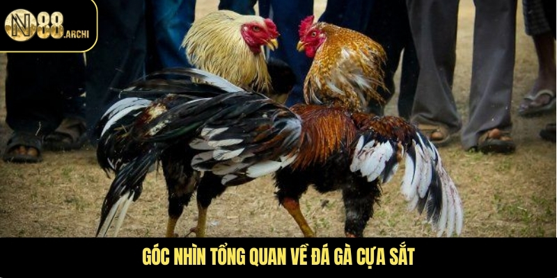 Góc nhìn tổng quan về đá gà cựa sắt