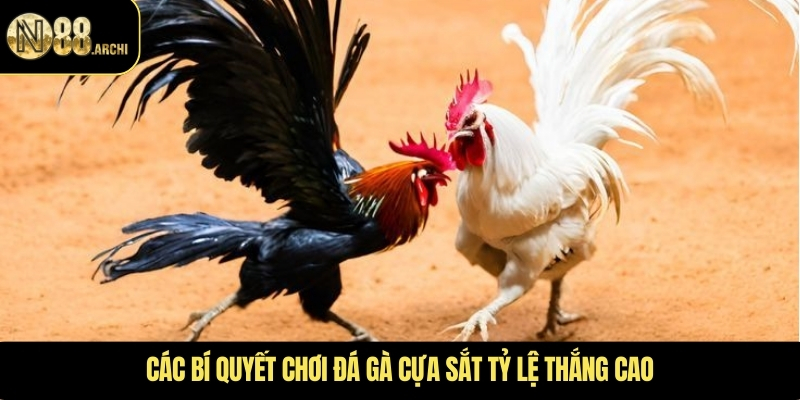 Các bí quyết chơi đá gà cựa sắt tỷ lệ thắng cao