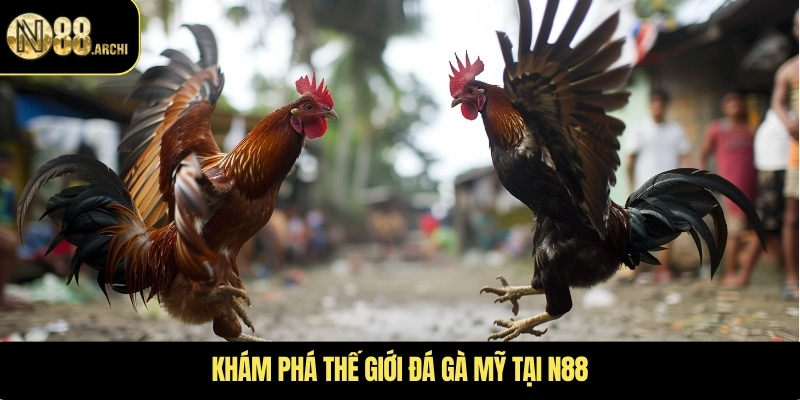 Khám phá thế giới đá gà mỹ tại N88