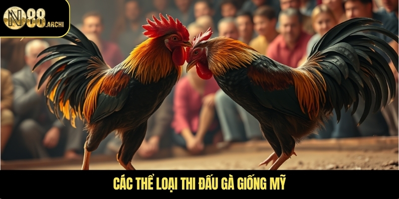 Các thể loại thi đấu gà giống Mỹ