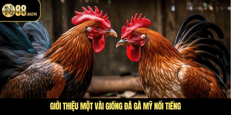 Giới thiệu một vài giống đá gà mỹ nổi tiếng