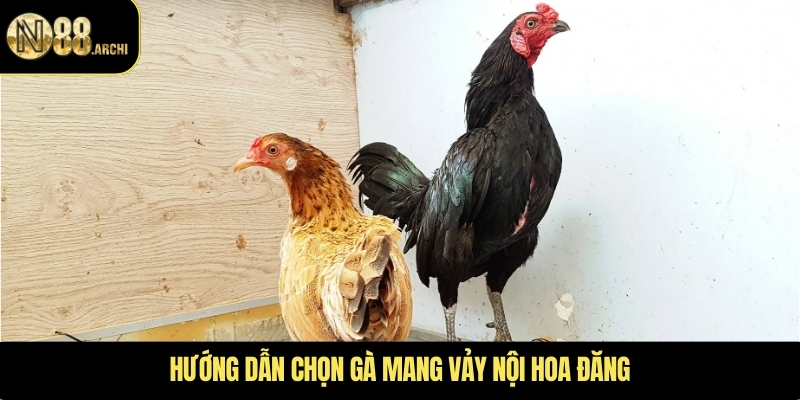 Hướng dẫn chọn gà mang vảy nội hoa đăng