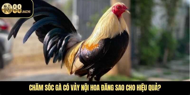 Chăm sóc gà có vảy nội hoa đăng sao cho hiệu quả?